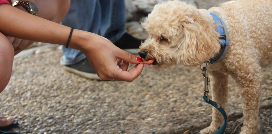 Say Goodbye to the Dog Bowl!