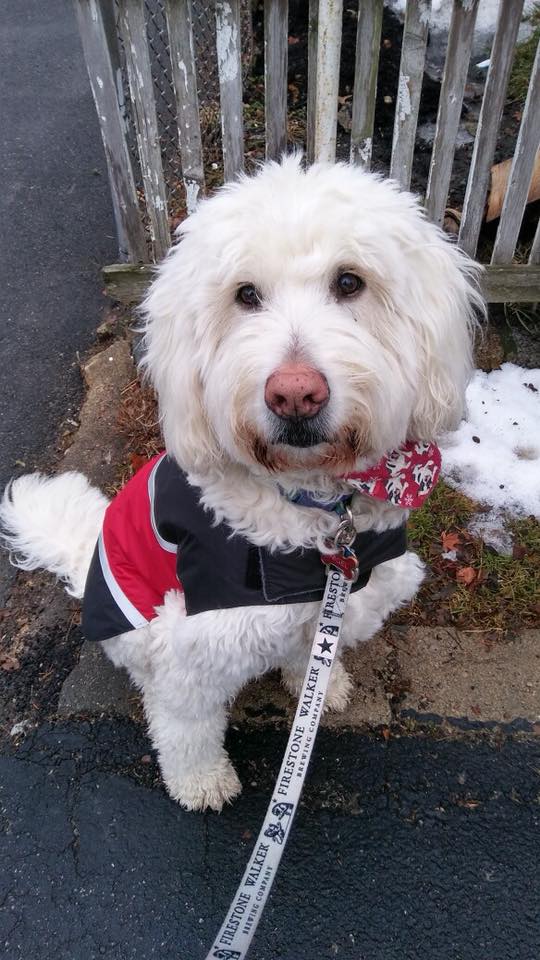 Does my dog need a jacket?