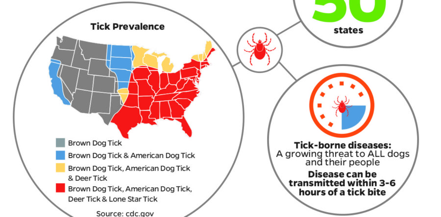 Ticks