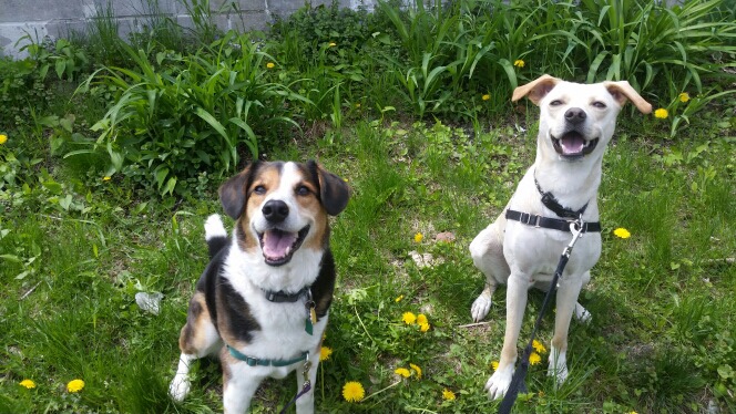 Lawn Care and Your Pets