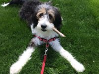 Natural Tick Protection