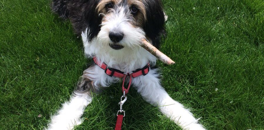 Natural Tick Protection