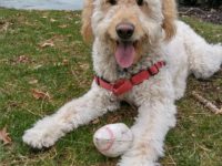 Successful Training Sessions